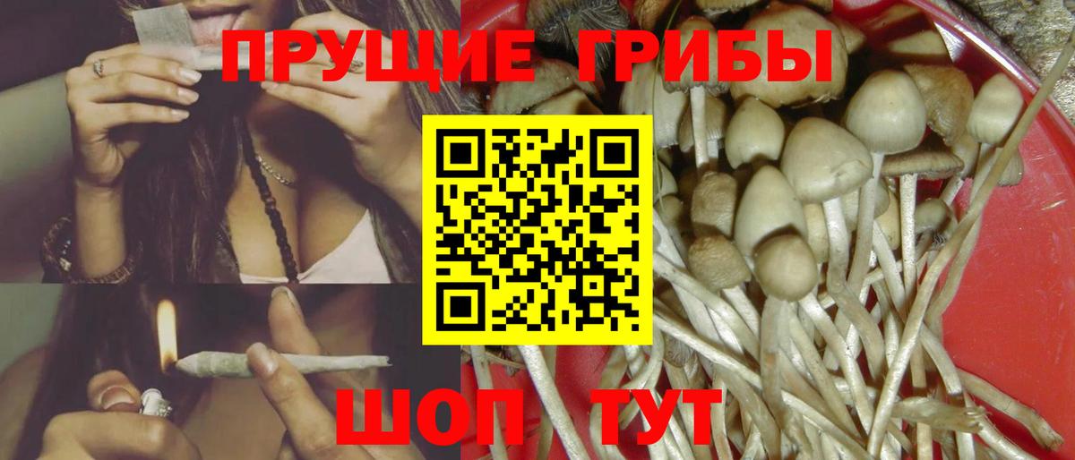 Псилоцибиновые грибы Psilocybe Боровичи